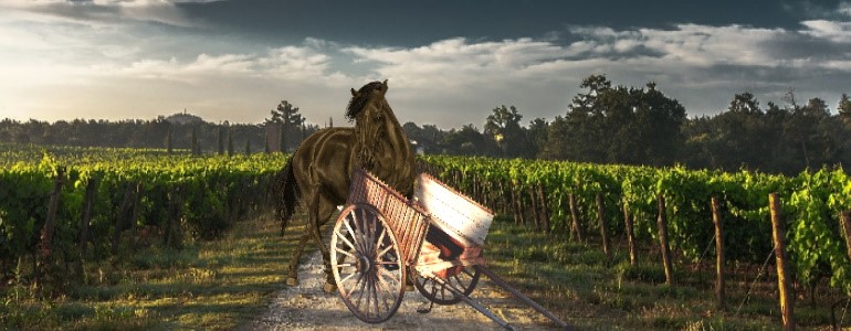 the cart before the horse